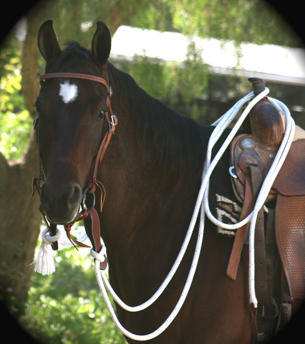 22 ft. Mecate Reins with Leather Popper